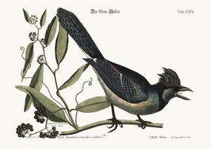 ブルージェイ、1749-73 作： Mark Catesby